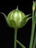 common flax  ، linseed